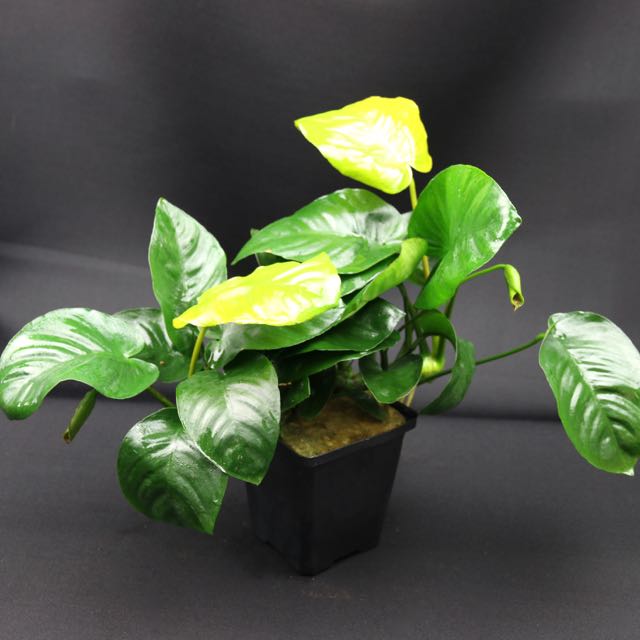 Anubias barteri Moederplant